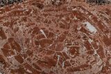 Red & Black Petrified Wood (Araucarioxylon) Round - Arizona #210881-1